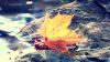 Autumn leaves HD Wallpaper