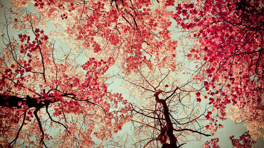 red cherry tree wallpaper