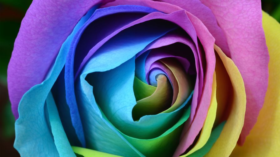50 Most Beautiful Rose Flowers Wallpapers  WallpaperSafari