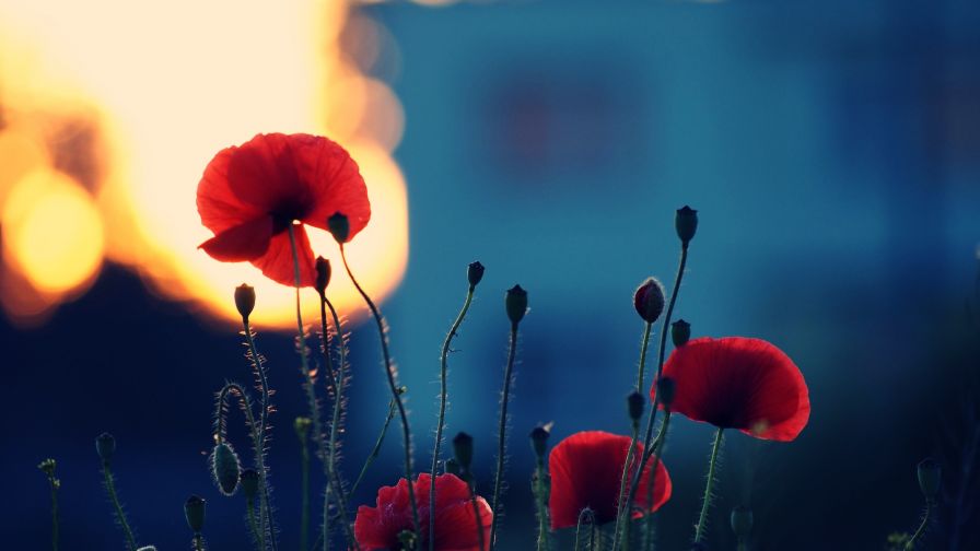 remembrance poppies wallpaper